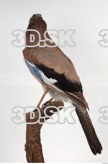 Jay - Garrulus glandarius 0018